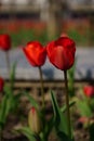 Tulip bright-coloured clear aestheticism magniflcent