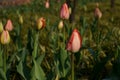 Tulip bright-coloured clear aestheticism magniflcent