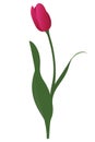 Tulip. Bright pink bud. Delicate flower. Vector illustration. Isolated background. A flowering plant from the lily family.