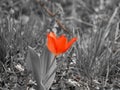 Tulip bright red in meadow