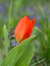 Tulip bright red in meadow
