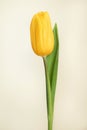 Tulip bright yellow flower Strong Gold