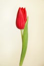 Tulip broght red flower First Star Royalty Free Stock Photo