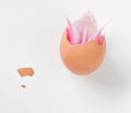 Tulip in a broken eggshell
