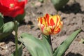 Tulip broken by viruses. Variegated colors produced by Tulip Breaking Virus mosaic virus