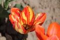 Tulip broken by viruses. Variegated colors produced by Tulip Breaking Virus mosaic virus