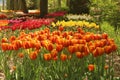 tulip bronze perfection Royalty Free Stock Photo