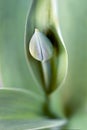 Tulip bud Royalty Free Stock Photo