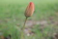 Tulip bud Royalty Free Stock Photo