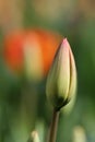Tulip bud Royalty Free Stock Photo