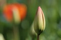 Tulip bud Royalty Free Stock Photo