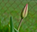 Tulip bud bloom, South Bohemia Royalty Free Stock Photo