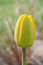 Tulip bud bloom, South Bohemia Royalty Free Stock Photo