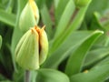 Tulip bud blooming details. Beautiful soft background. Macro. Close-up