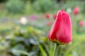 Tulip bud on blured background Royalty Free Stock Photo