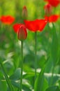 A tulip bud in the blurry background bokeh of blooming red tulip Royalty Free Stock Photo