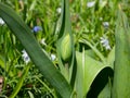 Tulip bud before burst outdoor Royalty Free Stock Photo