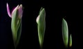 Tulip bud and leaves three stages of growth