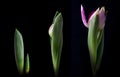 Tulip bud and leaves three stages of growth