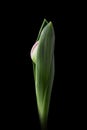 Tulip bud and leaves