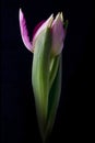 Tulip bud and leaves