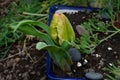 Yellow Pointed Tulip Bud Green Bracts Royalty Free Stock Photo