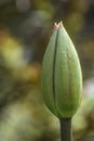 Tulip Buds with Pink at the Tip Royalty Free Stock Photo