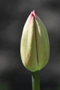 Tulip Bud with Pink at the Tip Royalty Free Stock Photo