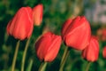 Tulip bud. Red tulip. Red Tulip Flower. Macro of red Tulips blooming Royalty Free Stock Photo