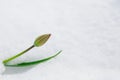 Tulip bud under the snow in the spring Royalty Free Stock Photo