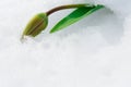 Tulip bud under the snow in the spring Royalty Free Stock Photo