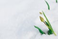 Tulip bud under the snow in the spring Royalty Free Stock Photo