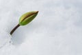 Tulip bud under the snow in the spring Royalty Free Stock Photo