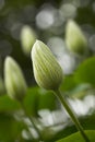 Tulip bud unopened Royalty Free Stock Photo