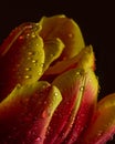 Tulip bud with water drops close-up. Red-yellow petals on dark background Royalty Free Stock Photo