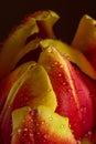 Tulip bud with water drops close-up. Red-yellow petals on dark background. Vertical postcard Royalty Free Stock Photo