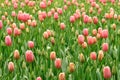 Tulip buds Royalty Free Stock Photo