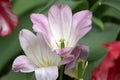 Tulip buds blooms closeup