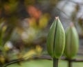 Tulip Buds with Pink at the Tip Royalty Free Stock Photo