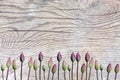 Tulip buds on wood surface with patina