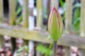 Tulip Flower Bud Tip Pink Royalty Free Stock Photo