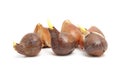 Tulip bulbs Royalty Free Stock Photo