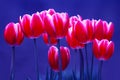 Tulip Bulbs Royalty Free Stock Photo