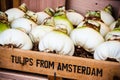 Tulip bulbs in Amsterdam Royalty Free Stock Photo