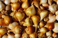 tulip bulbs for autumn planting. onion-sevok. Concept of gardening and growing ornamental plants