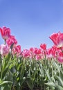 Tulip bulbs in bloom