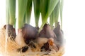 Tulip bulbs close up in a glass vase. Royalty Free Stock Photo