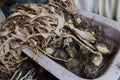 Tulip bulbs with dried stems