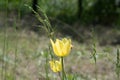 Blurry delicate light yellow petals of tulips and defocused flying bee on blurred green background. Closeup of blooming tulip Royalty Free Stock Photo
