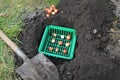 Tulip bulbs placed in a basket in a hole next to garden shovel Royalty Free Stock Photo